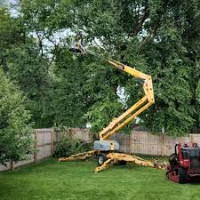 How Our Tree Care Process Works  in  Knox, PA