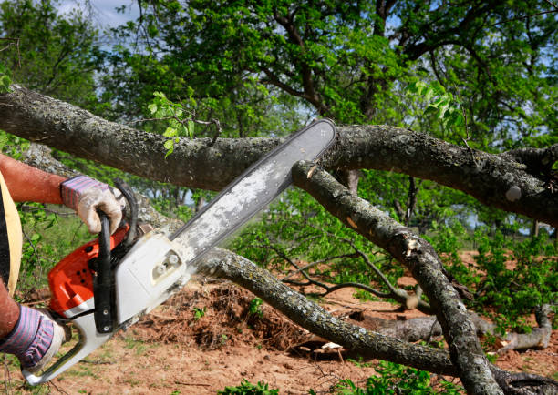 Reliable Knox, PA Tree Care  Solutions